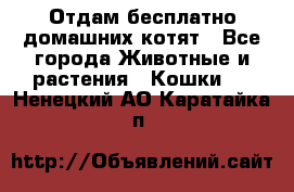 Отдам бесплатно домашних котят - Все города Животные и растения » Кошки   . Ненецкий АО,Каратайка п.